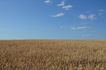 przenica, pola, rolnictwa, zboza, plon, lato, kaszka, farma, niebo, charakter, zbiorów, roślin, blękit, jedzenie, zółty, krajobraz, kukurydza, złota, obszarów wiejskich, bochenki, gras, żytni, hodowan