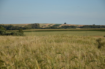 krajobraz, pola, niebo, charakter, gras, rolnictwa, lato, hayfield, zieleń, obszarów wiejskich, countryside, farma, drzew, blękit, kraj, drzew, górka, chmura, pola, rolnictwa, jary, chmura, kraina, zi © Szymon