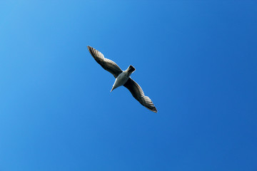 One seagull flies across clear blue sky. Summer. Blue and white colors.