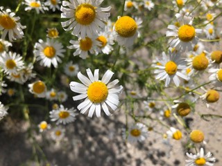 Fototapeta premium field of daisies