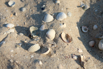 Fototapeta na wymiar many seashells are beautiful sea on a sandy beach