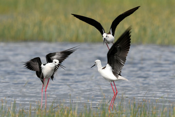 streitende Stelzenläufer (Himantopus himantopus) - Black-winged stilt