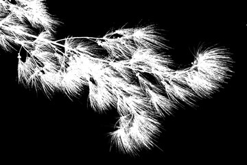 Obraz premium branche de filaos en négatif sur fond noir 