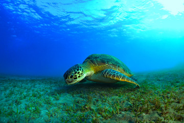Fototapeta na wymiar Meeresschildkröte in kristallklarem Wasser 