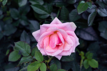Beautiful close-up of pink rose with green leaves in the rose garden.