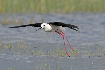 landender Stelzenläufer (Himantopus himantopus) - Black-winged stilt