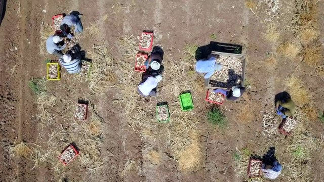 Organic farm work - Aerial footage of workers manually picking and sorting Garlic.