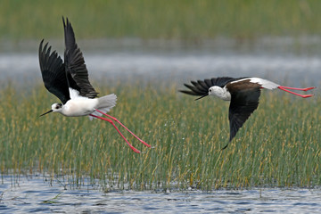 fliegende Stelzenläufer (Himantopus himantopus) - Black-winged stilt