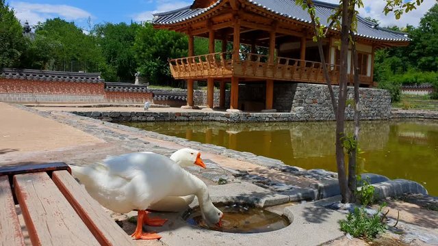 white geese walk, resting and scream near pond in Korean park, summertime