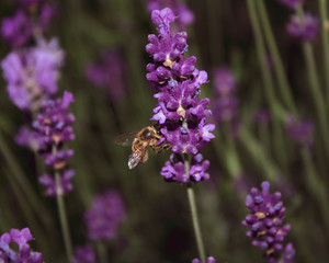 Bee pollenating lavender