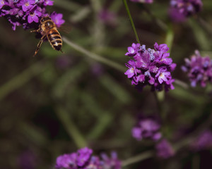 Bee flying and pollenating lavender