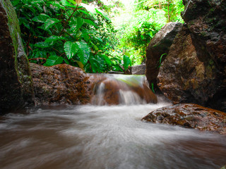 small river flows through the rocks in the green forest. Big tree and moss.In the rainy season