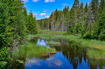 beaver dam in a beautiful setting in a Swedish forest