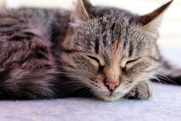 Fototapeta na wymiar Gray cat lies lounging on the floor and sleeps