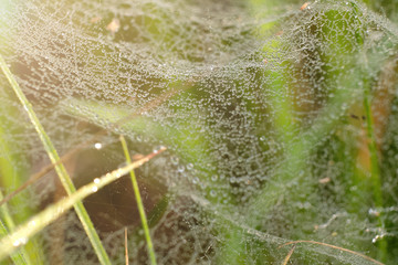 Dew drops on a spider web on a background of green leaves