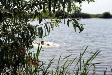 Fototapete bei efototapeten.de bestellen   