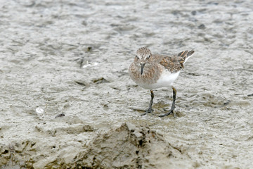 Temminckstrandläufer (Calidris temminckii) - Temminck's stint