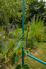 Die Bohnen winden sich den Stab hoch