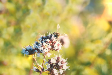 Bee collecting some pollen from a white flower in a meadow. Summer pollination concept with empty copy space for Editor's text.
