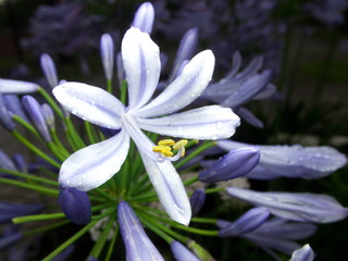 Closeup of Blue flowers of Agapanthus or African lily in the rain