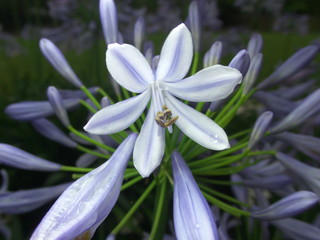 Fototapeta premium Closeup of Blue flowers of Agapanthus or African lily in the rain