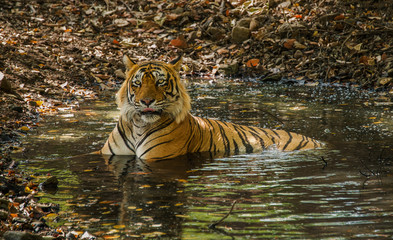 tiger wild cat india forest