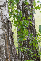 birch grove of Russia