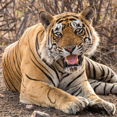 tiger wild cat india forest