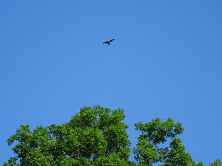 vogel fliegt und grüner baum