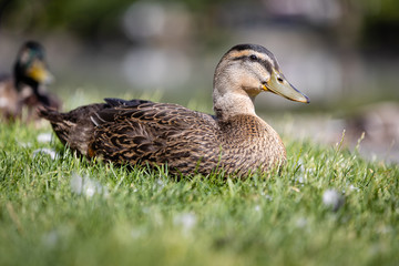 Duck Profile