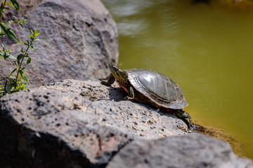 Turtle on a Rock