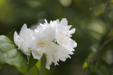 Mock Orange Blossoms