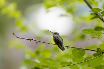Hummingbird in a Bush