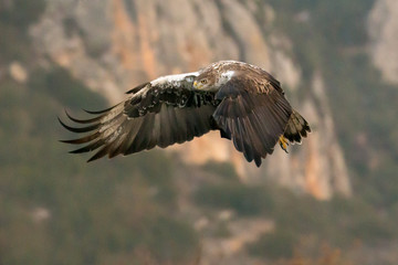 Ein freigestellter Habichtsadler fliegt vor einem Gebirge