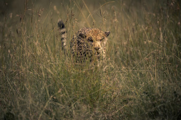 cheetah cat africa wild blood