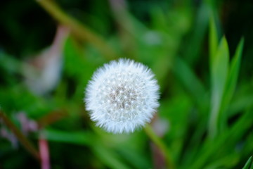 dandelion seeds