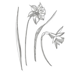 Daffodil or Narcissus flower drawings. Collection of hand drawn black and white daffodil. Hand Drawn Botanical Illustrations.