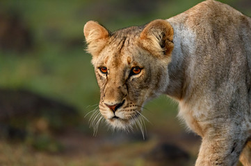 Obraz na płótnie Canvas lion wild africa