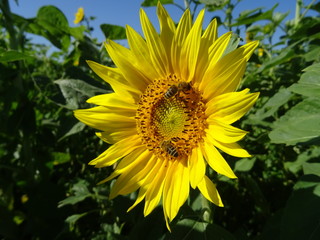 gelbe sonnenblume im blumenfeld