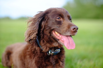 Cocker spaniel