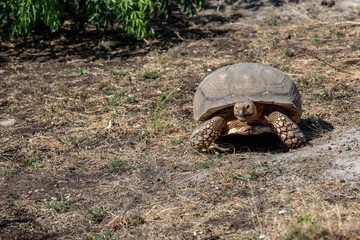 African spurred tortoise , turtle, tortoise, tortoiseshell, testudo, testudinate, turtle-shell.