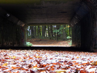Dark underpass in the forest with autumn leaves on the ground, copy space