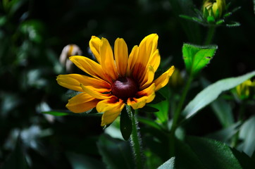 Young flower Rudbeckia yellow in the garden