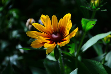 Young flower Rudbeckia yellow in the garden