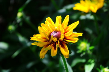 Young flower Rudbeckia yellow in the garden