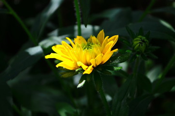 Young flower Rudbeckia yellow in the garden