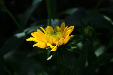 Young flower Rudbeckia yellow in the garden