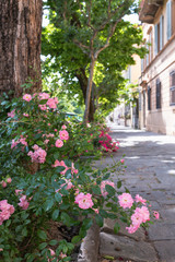 Street with pink flowers in Lucca, Italy.