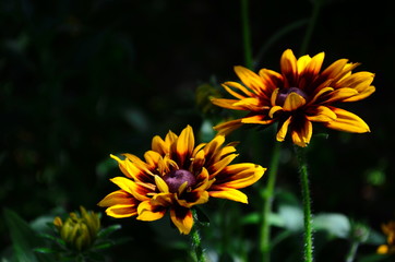 Young flower Rudbeckia yellow in the garden