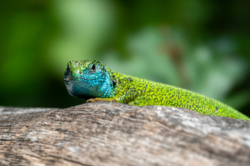 Male of green lizard Lacerta viridis on a tree trunk